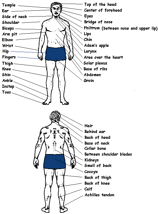 Pressure Point Chart Martial Arts